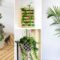 How to decorate room with money plant