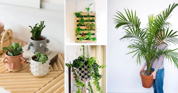 How to decorate room with money plant