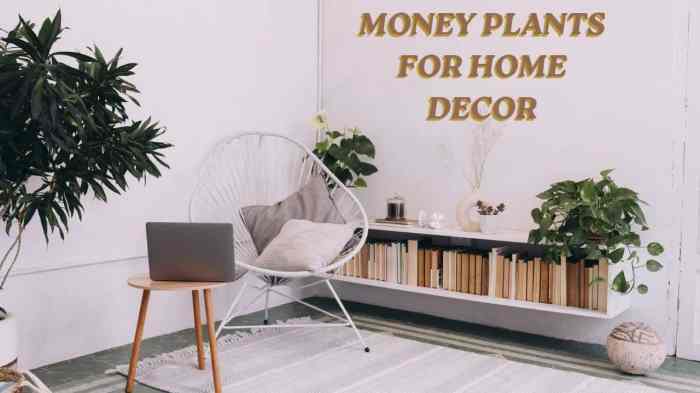 How to decorate room with money plant